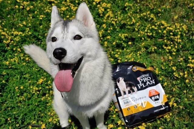 Purina Pro Plan Japanのインスタグラム