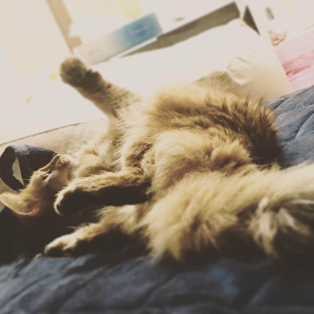 96猫さんのインスタグラム写真 - (96猫Instagram)「ごろーん。」7月9日 13時09分 - 96neko_official