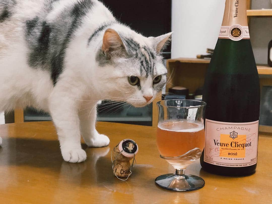 Natsukiのインスタグラム：「のんびりした夜にお酒飲みたくて、頂き物のシャンパンを♡  シャンパン大好き♡ 我が家ではしーちゃんチェックを経てから口にすることができます(笑)  #cat  #scottishfold  #猫のいる暮らし  #veuveclicquot」