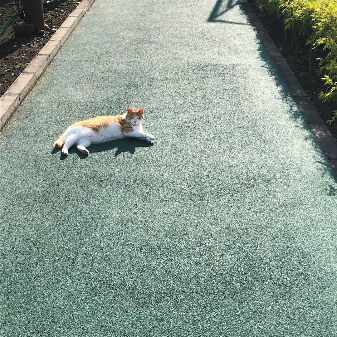 美優さんのインスタグラム写真 - (美優Instagram)「久しぶりにショートコースでゴルフの練習！  道の真ん中に猫さんが倒れてる！！と思ったら日向ぼっこ中だったらしい🙄みんな猫さんを避けて歩いてました。笑  #ゴルフ #golf #ゴルフ女子  ウェアはタグ付けしたよ😊」6月25日 3時04分 - miyu11_20