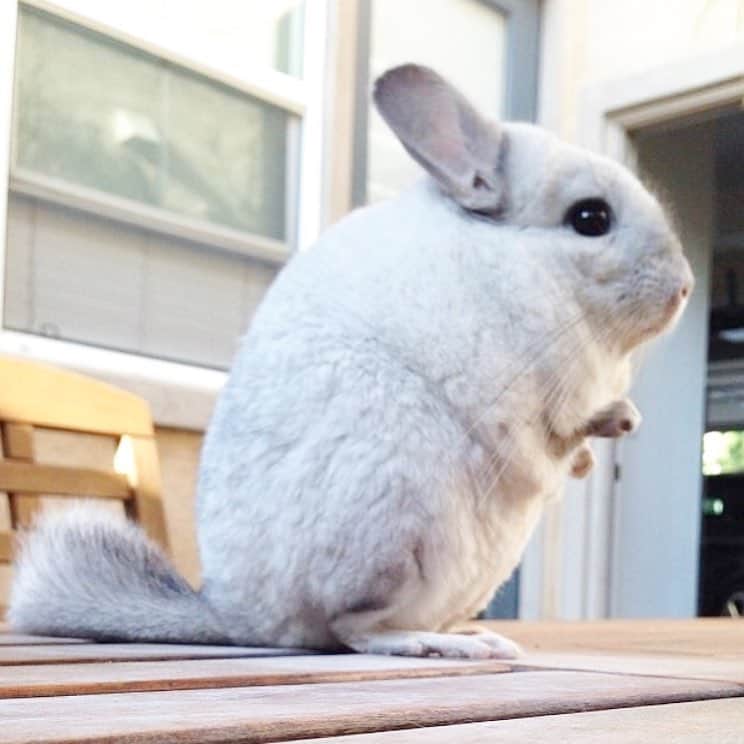 Mr. Bagelのインスタグラム：「Perfect day to be chinchillin! What are you up to today? #MrBagel #chinchilla #TRexArms」