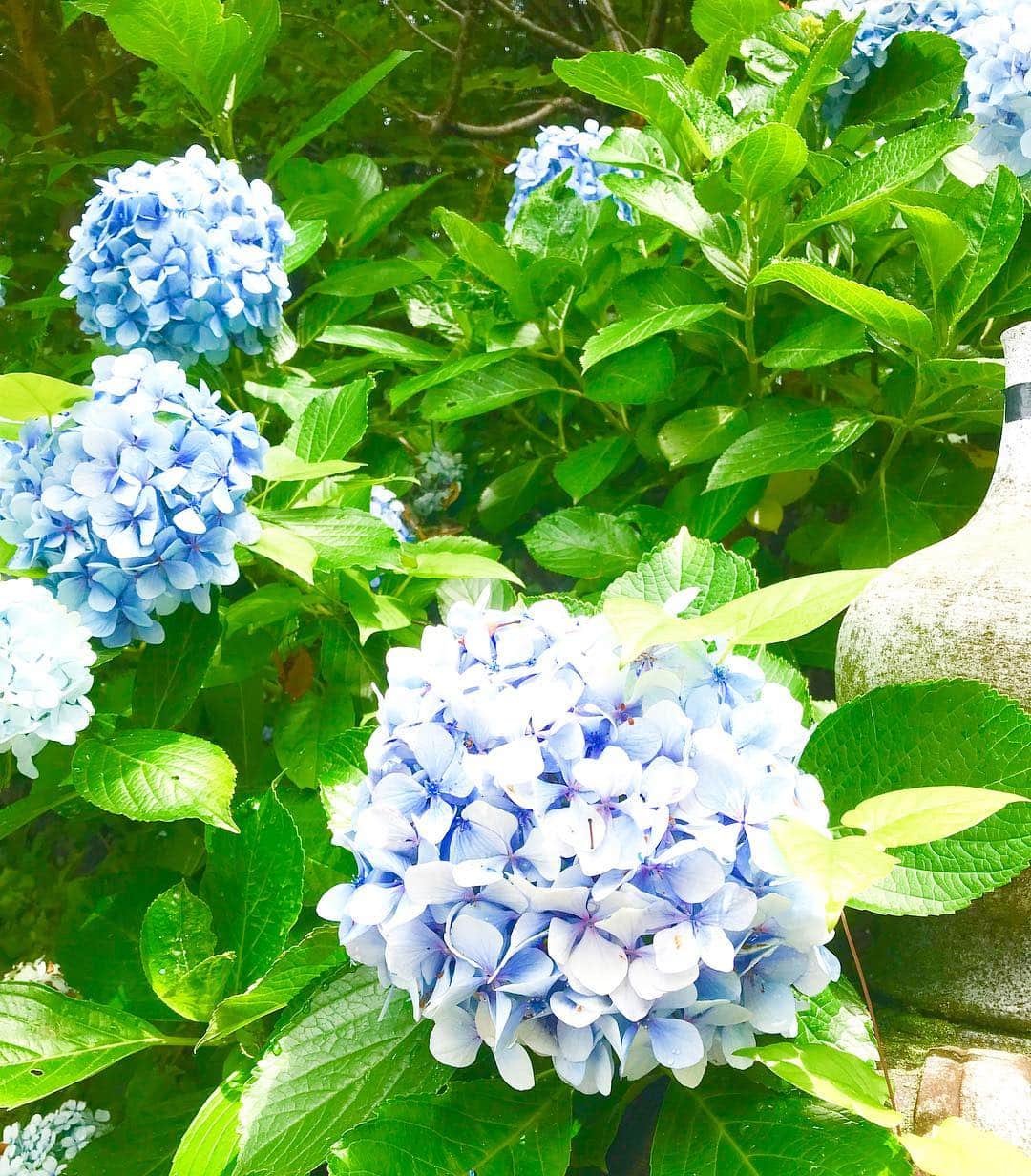 片山萌美さんのインスタグラム写真 - (片山萌美Instagram)「紫陽花。 梅雨期間の晴れは特別感あるね！  #梅雨 #紫陽花 #かたつむりいなかった」6月25日 10時01分 - moet_mi