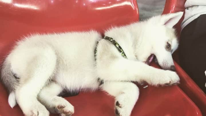 東晟良のインスタグラム：「かわい…♥️😖将来は犬飼いたい(今のところまともにさわれやんけど)🐩🐾👶🏻」