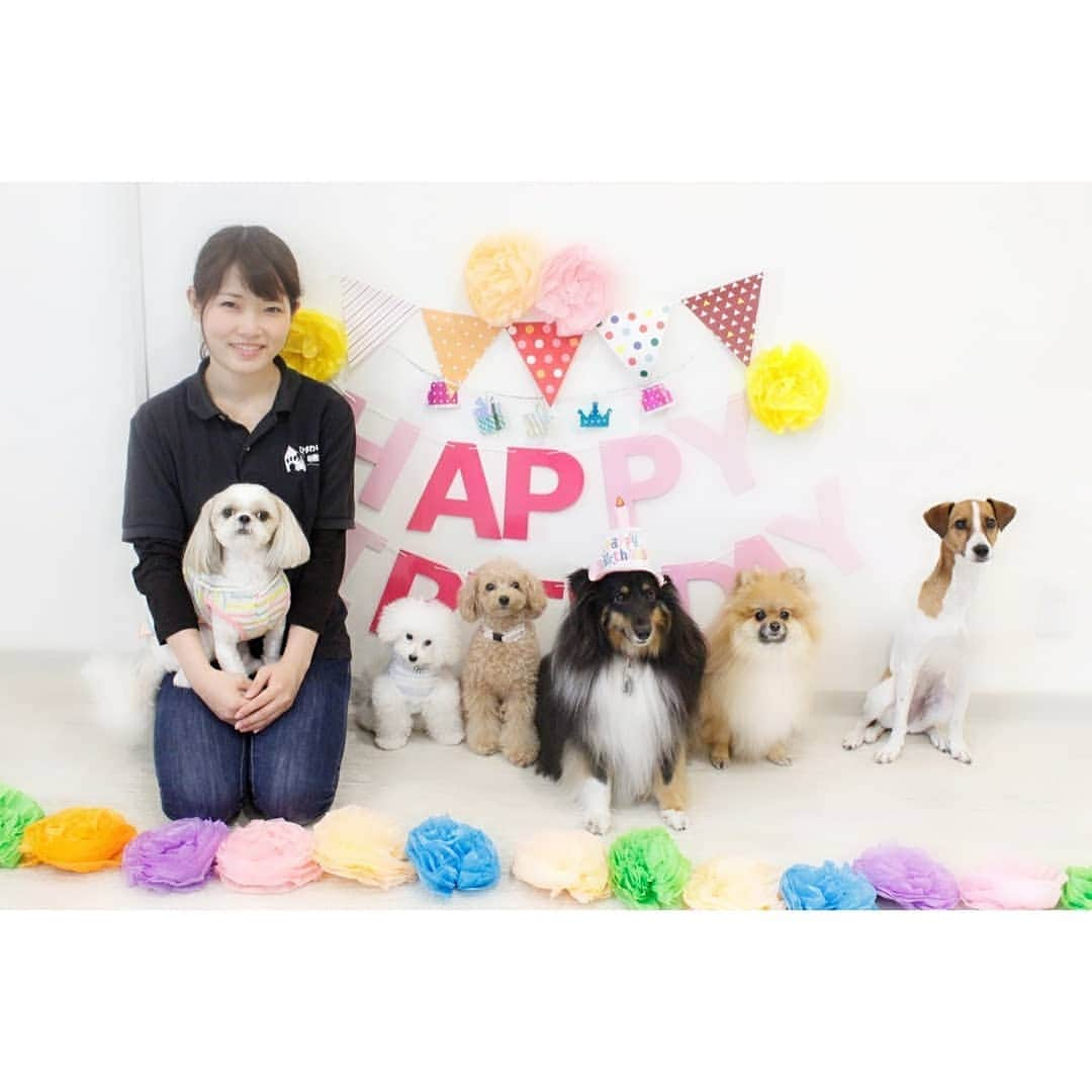 Bungo's photographyのインスタグラム：「* いつもぐりにいいねと暖かいコメントありがとうございます🐶 * ぐりの社会性向上&お預け学習で、犬のようちえんに通い始めました～☺️ * 飼い主へのヒアリングや事前の体験入園を経てからというきっちりした運営をされてます😆 * たくさんのお友達とコミュニケーションをとって、わんこ力を養って欲しいです🐾 * 写真におられる様な、スタッフさん方が複数常駐されていて、遊び・しつけ・リハビリなどわんこに応じたカリキュラムがあるんです✌️ * 初登園日は、ちょうどお誕生日のお友達がいて、ケーキをお裾分けしてもらえてラッキーうまうまなぐりでした～✨ * #シーズー #shihtzu #mydog #puppy #doggy #犬 #イヌ #いぬ #犬バカ部 #わんこ #犬ら部 #犬のいる暮らし #ぐりすた #ふわもこ部 #instagood #like #follow #tbt #followme #picoftheday #bestoftheday #look #shoutout #ilovemydog #instadog #dogpic #doglover #dogstagram #petstagram #愛犬」