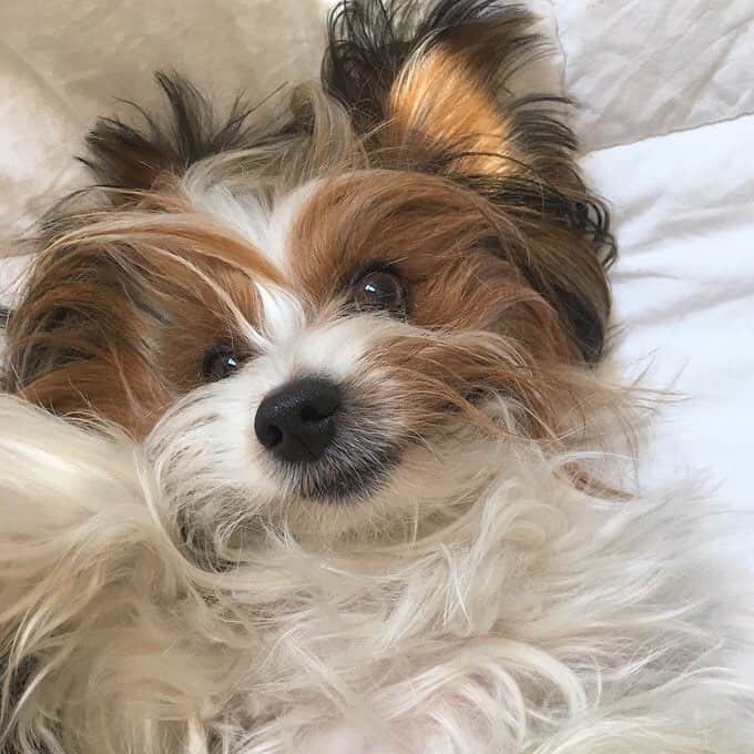 FattieButters®のインスタグラム：「Wishing everyone a bright start and happy new week. #newweek #mondaymotivation #itsafeeling #behappy #sleepypuppy #cantwakeup #mondaymood」