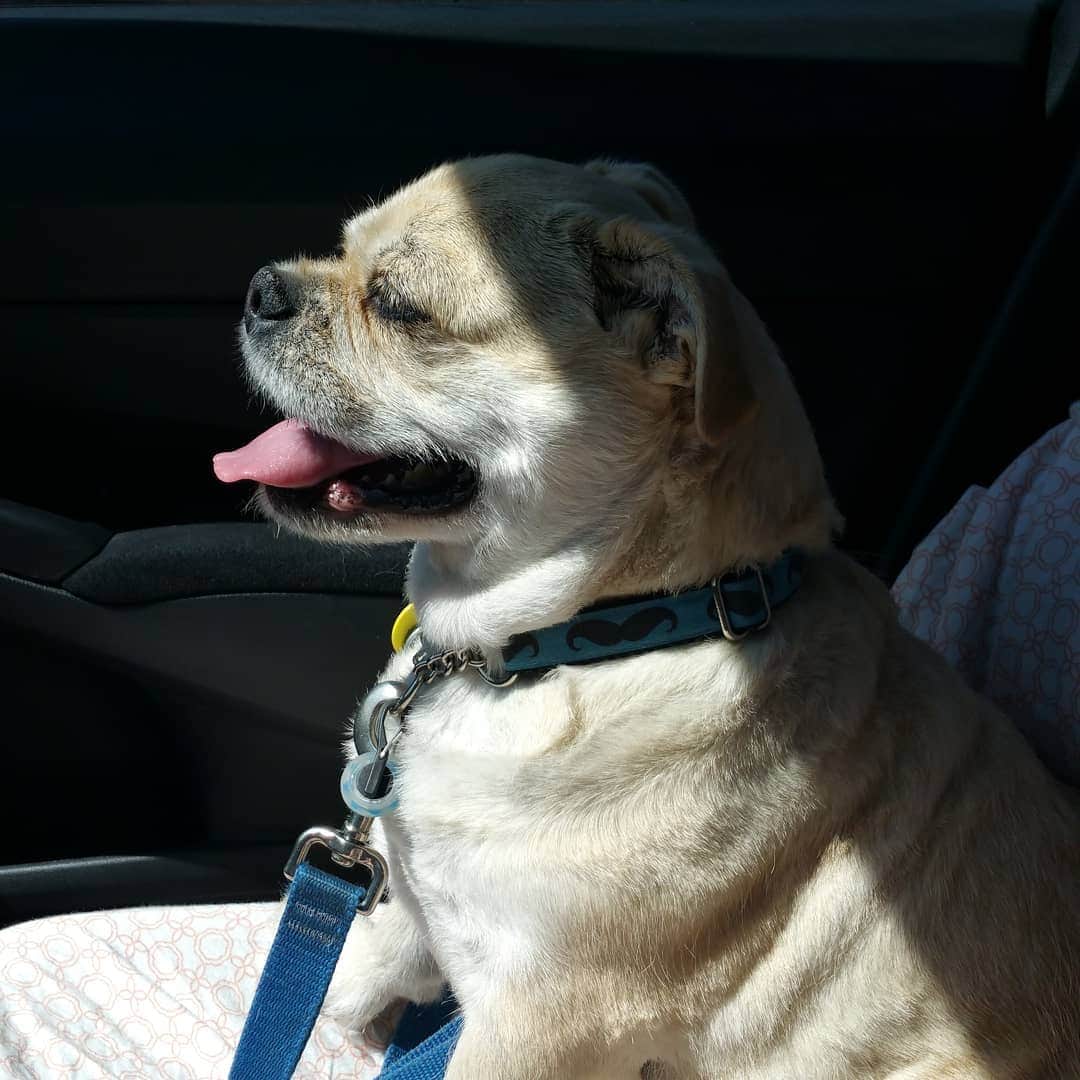 LuigiThePugTzuさんのインスタグラム写真 - (LuigiThePugTzuInstagram)「Happy Monday everyone! #dogsofinstagram #dogs #dog #puppy #cute #pugsofinstagram #pug #puglife #pugstagram #dailypug #nofilter #keelyafternoontea #beoncanadianpugs #pugbasement #flatnosedogsociety #adoptdontshop #rescue #pugtzu #pugtzucrew #pugtzusofinstagram #pugtzus」6月26日 1時48分 - luigipuggy