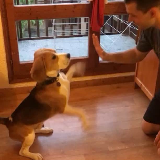 セヴェリン・キーファーのインスタグラム：「Last practice of the day done, high five! #beagle #figureskating #newtricksforthedog #newtricksforus #dogsofinstagram #slightlytooexcited」