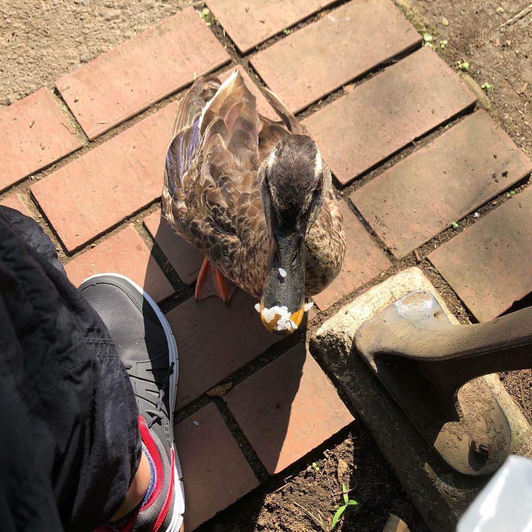 中川いさみのインスタグラム：「井の頭公園でおにぎりん食べていたら、カルガモが真っしぐらに寄ってきたので、おにぎりを分けてやりました。」
