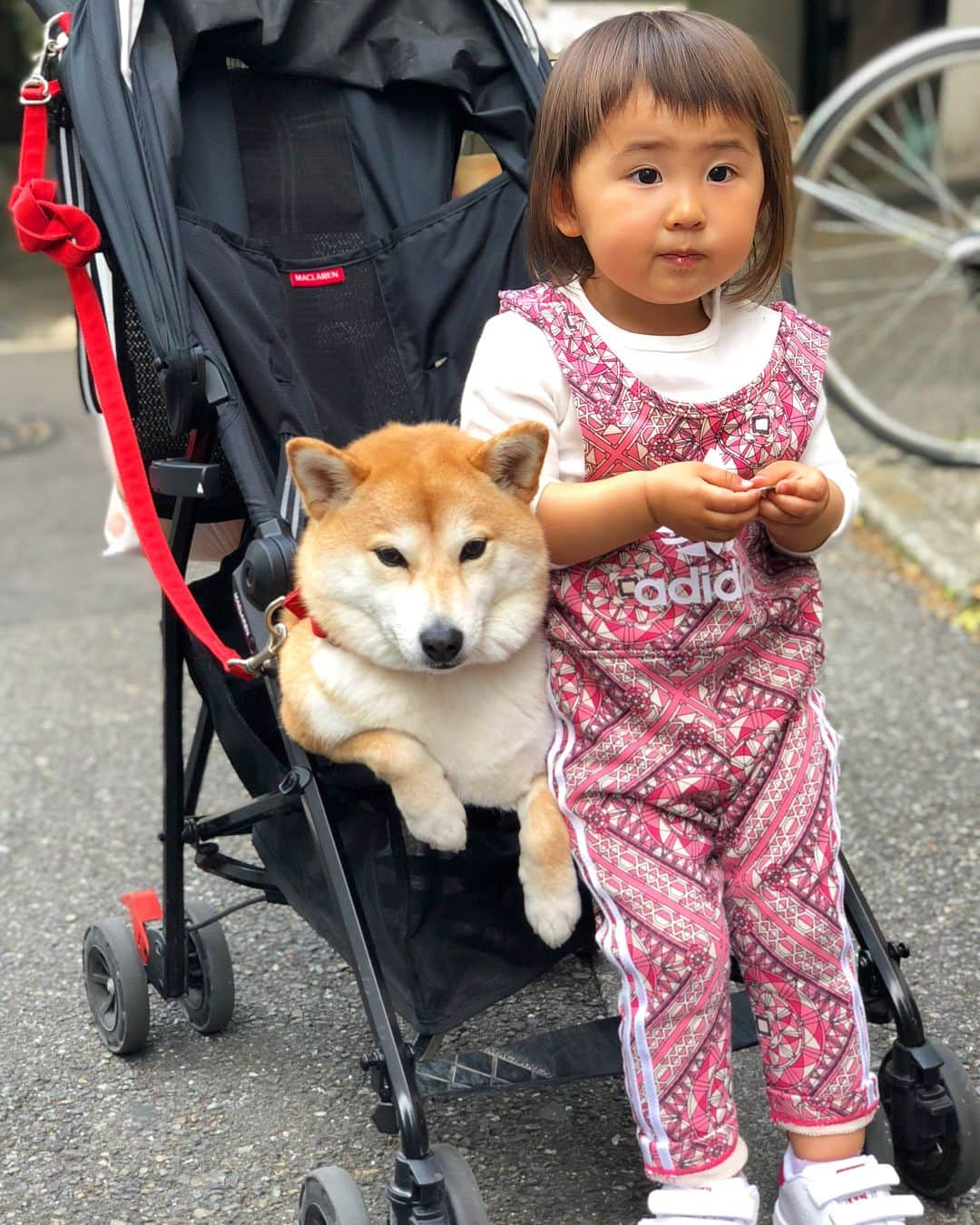 Moguさんのインスタグラム写真 - (MoguInstagram)「❶へへへ、子分のベビーカー奪ってやったなの。 I'm borrowing stroller from my sister. #今までもぐのマイカーとられたって被害者ぶってたけどわりともぐも子分のマイカー奪ってる #隠してたわけじゃない #聞かれたことがなかったから言う機会がなかっただけ #いいわけもぐちゃん #疲れちゃうと歩きたくないんだよね #いいでしょ甘やかして ❷おっ嫌な予感しかしないなの。 #高ぶりだす子分のもぐ愛 ❸はい耳ハムされたなの。 #もぐちゃんの迷惑顔 #みんな大好き柴犬の耳 ❹狭いなの。 #ちなみに自販機の順番待ち中 . @the_shiba_mogu  #柴犬 #shibainu #shiba#赤柴 #redshiba#犬 #dog#わんダフォ#しばいぬ #犬と子供#子供と犬#柴犬と子供」6月26日 20時29分 - the_shiba_mogu