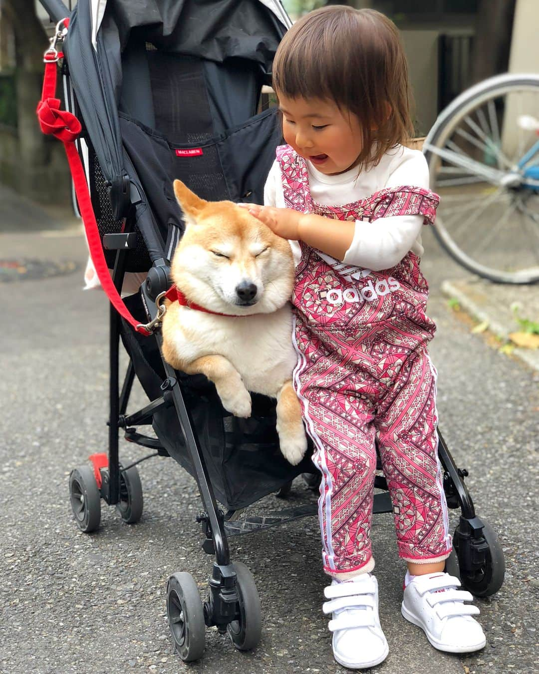 Moguさんのインスタグラム写真 - (MoguInstagram)「❶へへへ、子分のベビーカー奪ってやったなの。 I'm borrowing stroller from my sister. #今までもぐのマイカーとられたって被害者ぶってたけどわりともぐも子分のマイカー奪ってる #隠してたわけじゃない #聞かれたことがなかったから言う機会がなかっただけ #いいわけもぐちゃん #疲れちゃうと歩きたくないんだよね #いいでしょ甘やかして ❷おっ嫌な予感しかしないなの。 #高ぶりだす子分のもぐ愛 ❸はい耳ハムされたなの。 #もぐちゃんの迷惑顔 #みんな大好き柴犬の耳 ❹狭いなの。 #ちなみに自販機の順番待ち中 . @the_shiba_mogu  #柴犬 #shibainu #shiba#赤柴 #redshiba#犬 #dog#わんダフォ#しばいぬ #犬と子供#子供と犬#柴犬と子供」6月26日 20時29分 - the_shiba_mogu