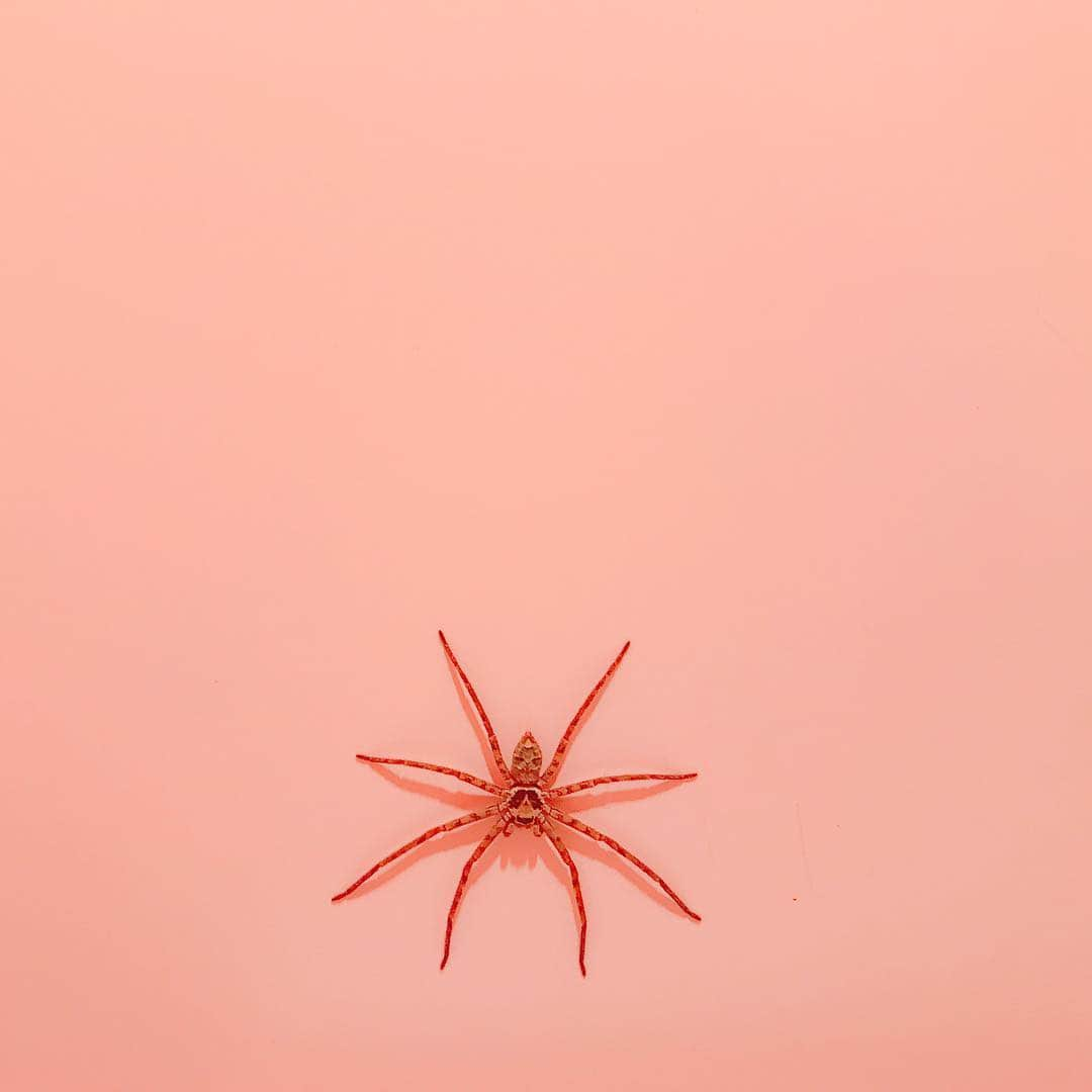 福嶋麻衣子さんのインスタグラム写真 - (福嶋麻衣子Instagram)「🕷😱 in 🚽」6月26日 20時29分 - mofukuchang