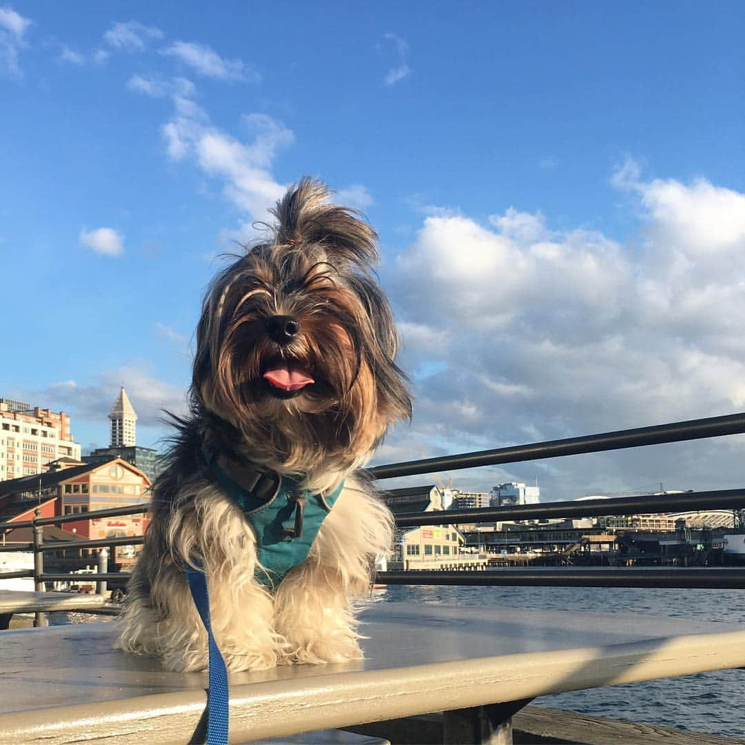 FattieButters®のインスタグラム：「All the hope you gather, all the joy that you create, can change or make a better day, with more love and less hate. #morelove #togetherforever #ferriswheel #seattlepier #smithtower #cityview #cityvibes #tongueouttuesday #summertime」