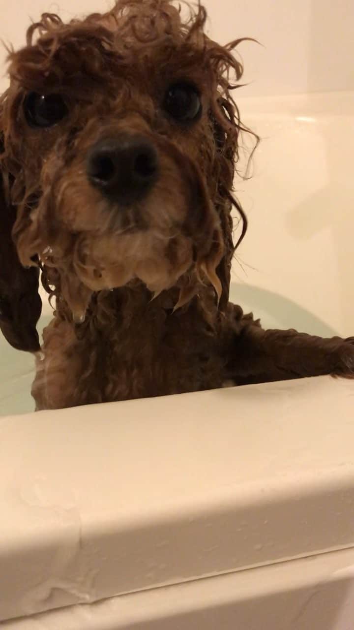 石川龍のインスタグラム：「#まめきち #トイプードル #toypoodle #入浴」