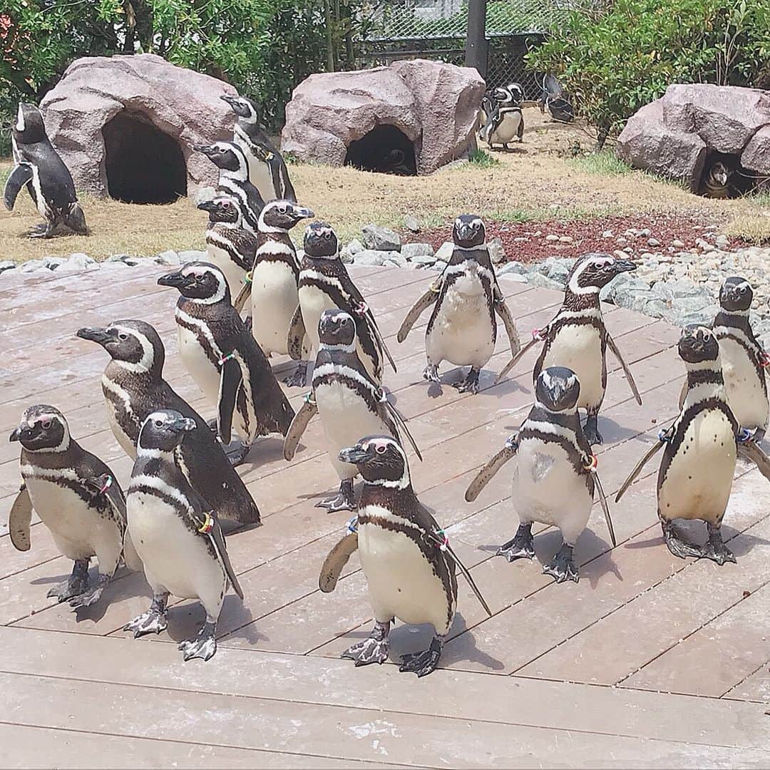 本間日陽さんのインスタグラム写真 - (本間日陽Instagram)「* 本日リニューアルオープンした 上越市立水族博物館 うみがたり に 先日行ってきました🌊 * 見たことのない水塊に感動✨ 海の生き物たちがとっても近くて 自分も泳いでる気持ちになったよ〜〜🐠 そして、抜かりないSNS映え💙笑 3枚目の写真なんて、水族館とは思えない😫 * このロケの様子は、 6月29日 NHK新潟放送  19：30〜 きらっと新潟 にて 放送されます🐬🌈✨ ぜひご覧ください🐠🐠🐠 * * #上越市立水族博物館 #うみがたり #リニューアルオープン #おめでとうございます #新潟 #上越市 #水族館 #きらっと新潟 #告知 #インスタ映え #instagood」6月26日 22時58分 - hinata_homma1110