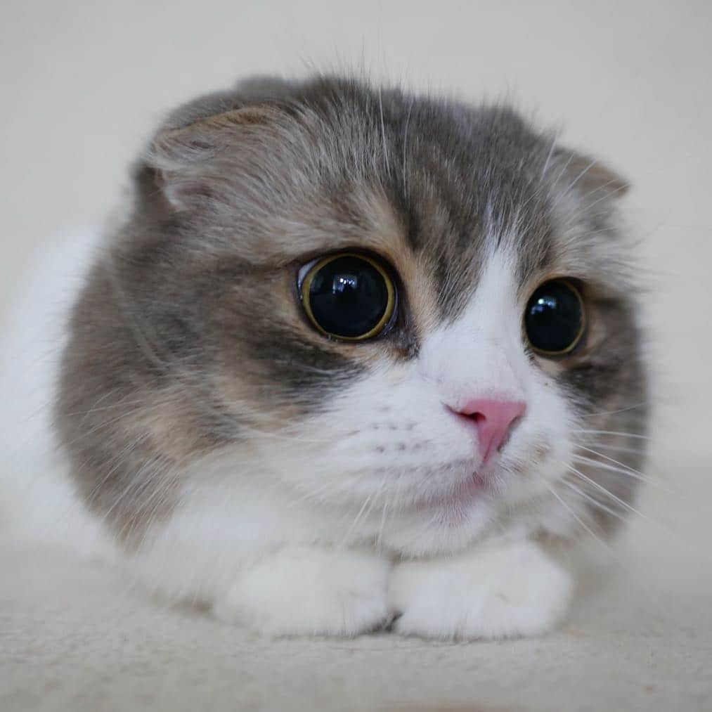 こま♔そらさんのインスタグラム写真 - (こま♔そらInstagram)「そら sora🐾  2018.6.26 . このフォルム ニコちゃん大王思い出しちゃう😂 . . #つむ26祭 . #みんねこ #ペコねこ部 #peco #picneko #ふわもこ部 #スコティッシュフォールド #scottishfold#neko#cute#cat#ねこ#猫 #ネコ#meow #catstagram#catsofinstagram #instagram #cats_of_instagram #kitty  #もふもふ #kawaii #adorable #fllufycat #bestmeow #bestcats_oftheworld #関東にゃんこ部 . #ねこまみれソニーストア名古屋」6月26日 23時12分 - koma_sora