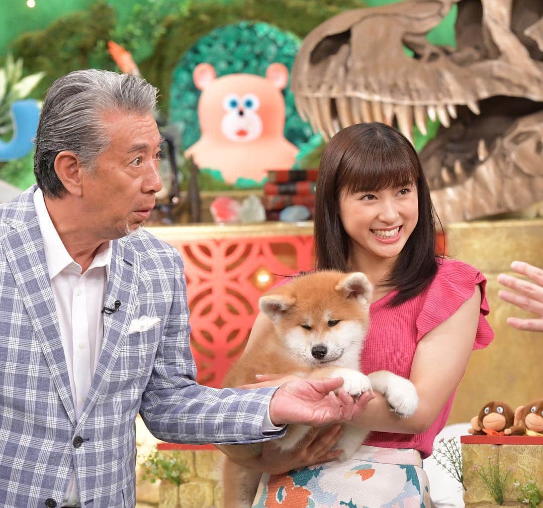 TBS「新どうぶつ奇想天外」のインスタグラム：「今夜は #新どうぶつ奇想天外 ！ 「#動物が好きすぎる人 」が大集合☆ 豪華3時間版では、スタジオに#日本犬 も、、、 #土屋太鳳 さんが抱っこしているのは 6種類いる日本犬のうち、どの犬でしょうか？  今夜の放送をお楽しみに！  #tbs #どうぶつ奇想天外! #土屋太鳳 #高田純次 #北海道犬 #秋田犬 #柴犬 #甲斐犬 #紀州犬 #四国犬」