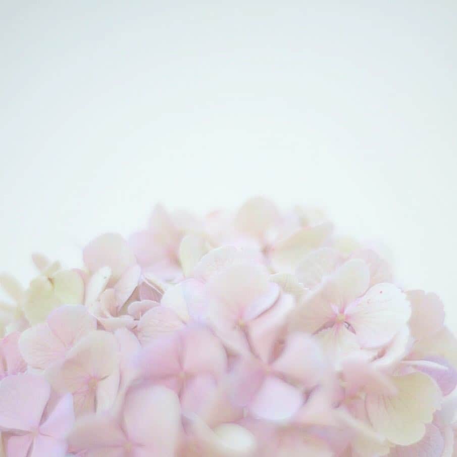 masa_sunのインスタグラム：「💠 . . . . . きょうもがんばっ #ig_japan #igersjp #indies_gram #portrait #hueart_life #tv_flowers  #airy_pics #flower #flowerstagram #photosq_jp #indy_photolife #team_jp_  #ray_moment #repostfilms  #closeup_archive #japan_daytime_view #lovers_nippon_portrait #ig_phos  #good_portraits_world #indise_portrait #hueart_life #impression_shots #ppschool  #_lovery_weekend」