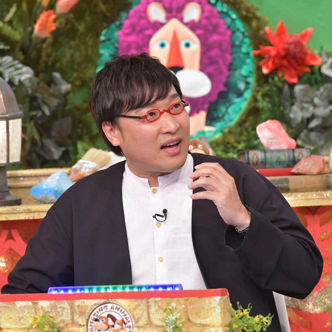 TBS「新どうぶつ奇想天外」のインスタグラム：「放送まであと4時間！ (20時からの地域の皆さんは、あと5時間ですね！) 世界・日本の「#動物を愛しすぎた人」たちに、山里さんもビックリ！です。  #tbs #新どうぶつ奇想天外! #どうぶつ奇想天外! #山里亮太 #クイズ」