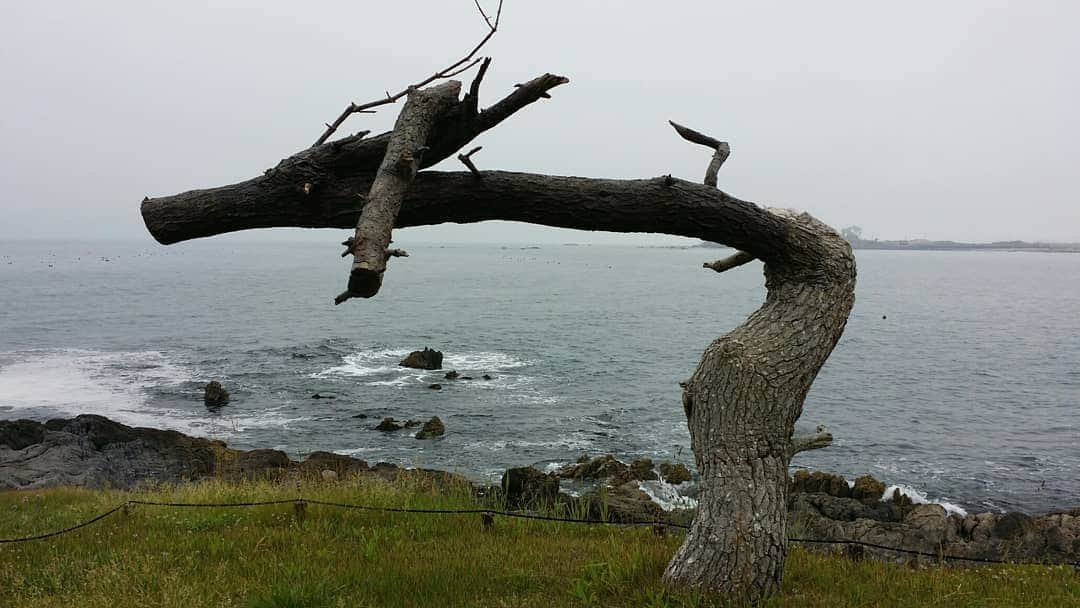 赤荻歩さんのインスタグラム写真 - (赤荻歩Instagram)「宮城県気仙沼市 岩井崎にある龍の松。 津波で被災したあと残った松がまるで龍のよう。 岩手県陸前高田の奇跡の一本松もそうですが、力をくれます。 #気仙沼#岩井崎#龍の松 #陸前高田#奇跡の一本松 #さらにポツンと、、」6月27日 16時44分 - akaogi.ayumi