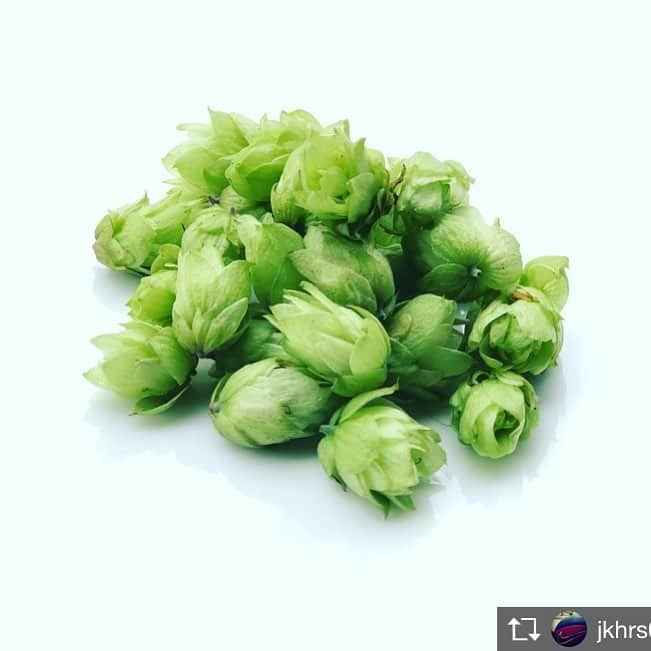 焼野菜 菜の音さんのインスタグラム写真 - (焼野菜 菜の音Instagram)「ホップ!!!!!! ちびちびっと。この旨い苦味をビールのアテに( ᐛ👐) 美味しいクラフトビールもご用意してまーす٩( ᐛ )( ᐖ )۶ 福島 焼野菜 菜の音 ☏06-6455-2544  #福島#大阪福島#菜の音#野菜#野菜バル#野菜のお寿司#vegetable#vegetarian#ベジタリアン#鉄板焼#海老バルorb#オマール海老つかみ取り#貸切個室#歓送迎会#デート#コンパ#女子会#福島グルメ#大阪グルメ#はしご酒#日本酒#フルーツ酎ハイ#野菜酎ハイ  Repost from @jkhrs000 @TopRankRepost #TopRankRepost 市場行ったら珍しいものが😆 ホップです！ 天ぷらにしてビール🍺のアテにします！ あ、菜の音でも食べれますよー！！ #珍しい野菜#ホップ #ビール#苦味が美味しい」6月27日 18時48分 - nanone.official.0807