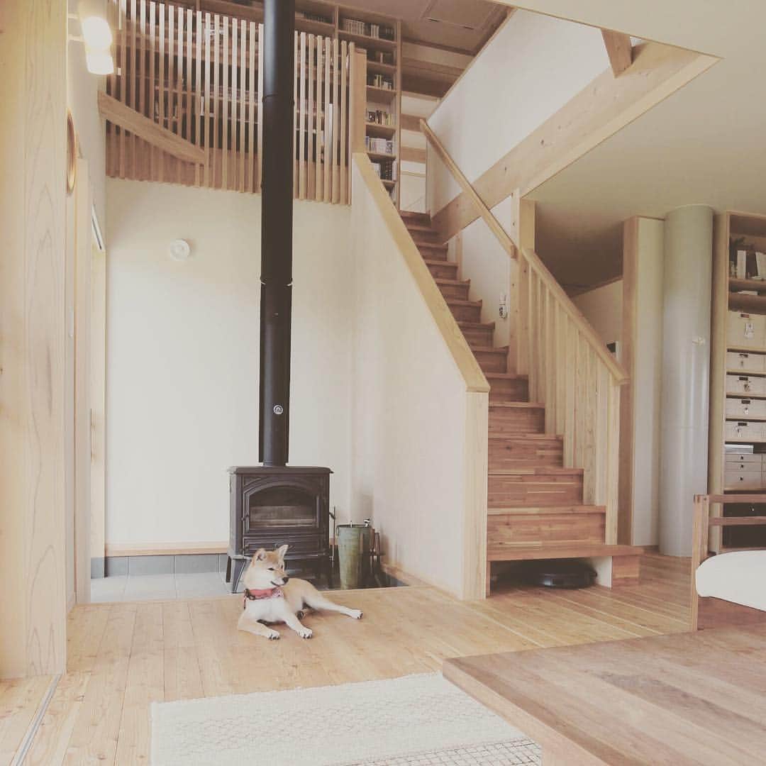 美し信州建設のインスタグラム：「上田市  I様のお住まい リビングの一角に土間スペースを。 薪ストーブも汚れを気にせずお掃除楽チン😊 第二の玄関として愛犬の散歩も土間からGO！  #美し信州建設#上田市#木曽桧#長野県#マイホーム#インテリア#新築#家#工務店#リノベーション#住宅#設計#注文住宅#自由設計#無垢材#木の家#田舎暮らし#土間#施工事例#薪ストーブ#住まい#柴犬#自然素材#健康住宅#エコ住宅#interior#マイホーム計画#house#木曽ひのき#」