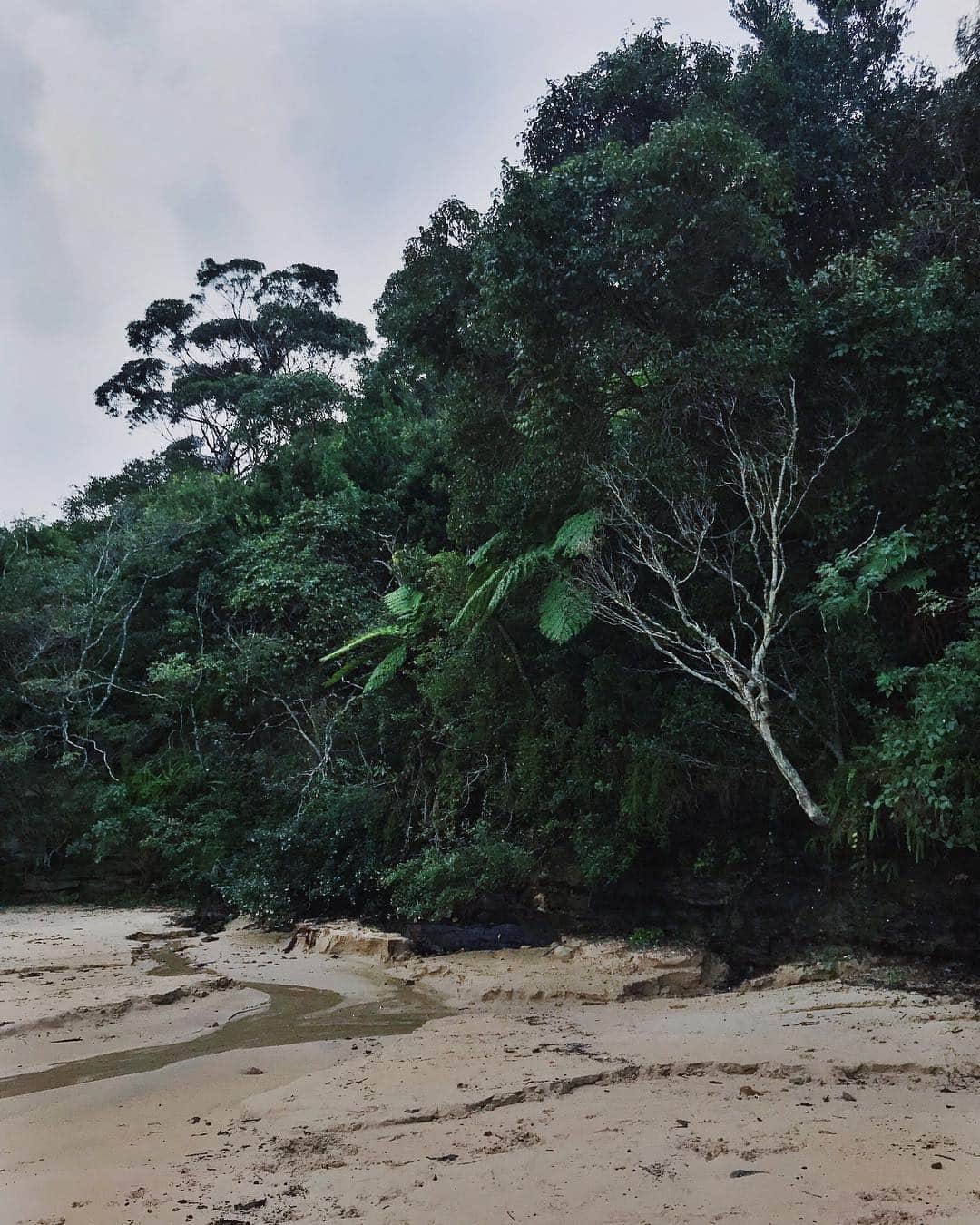 アリシア・デブナム・キャリーのインスタグラム：「🌱🐚 Sydney」
