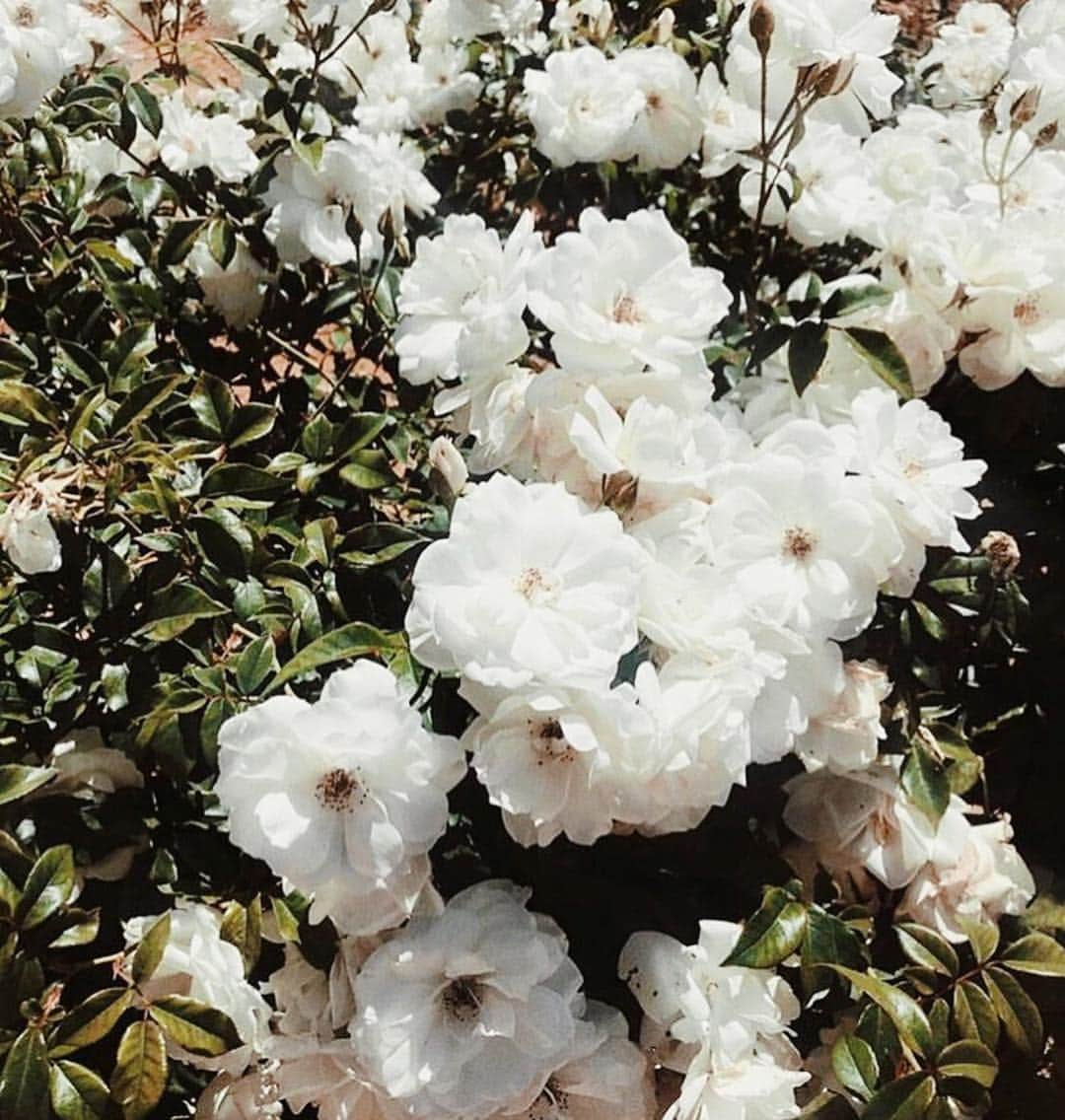 C&Cカリフォルニアのインスタグラム：「good vibes in bloom 🌻 #candccalifornia」