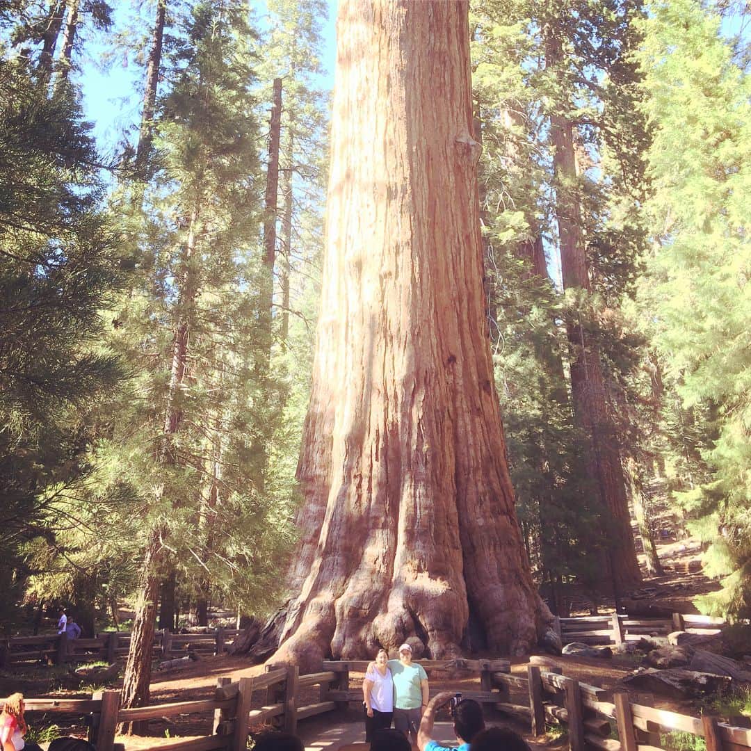 鈴木一真さんのインスタグラム写真 - (鈴木一真Instagram)「こじゃんとでかい/Humongous‼︎ 世界一の巨木/シャーマン将軍🌲 The biggest tree in the world/General Sherman🌏 #Sequoia #KingsCanyon #NationalPark #GiantForest #GiantSequoia #GeneralSherman #GeneralGrant #AutoLog #TunnelLog #FruitStand #セコイア国立公園」6月29日 11時05分 - _kazumasuzuki_
