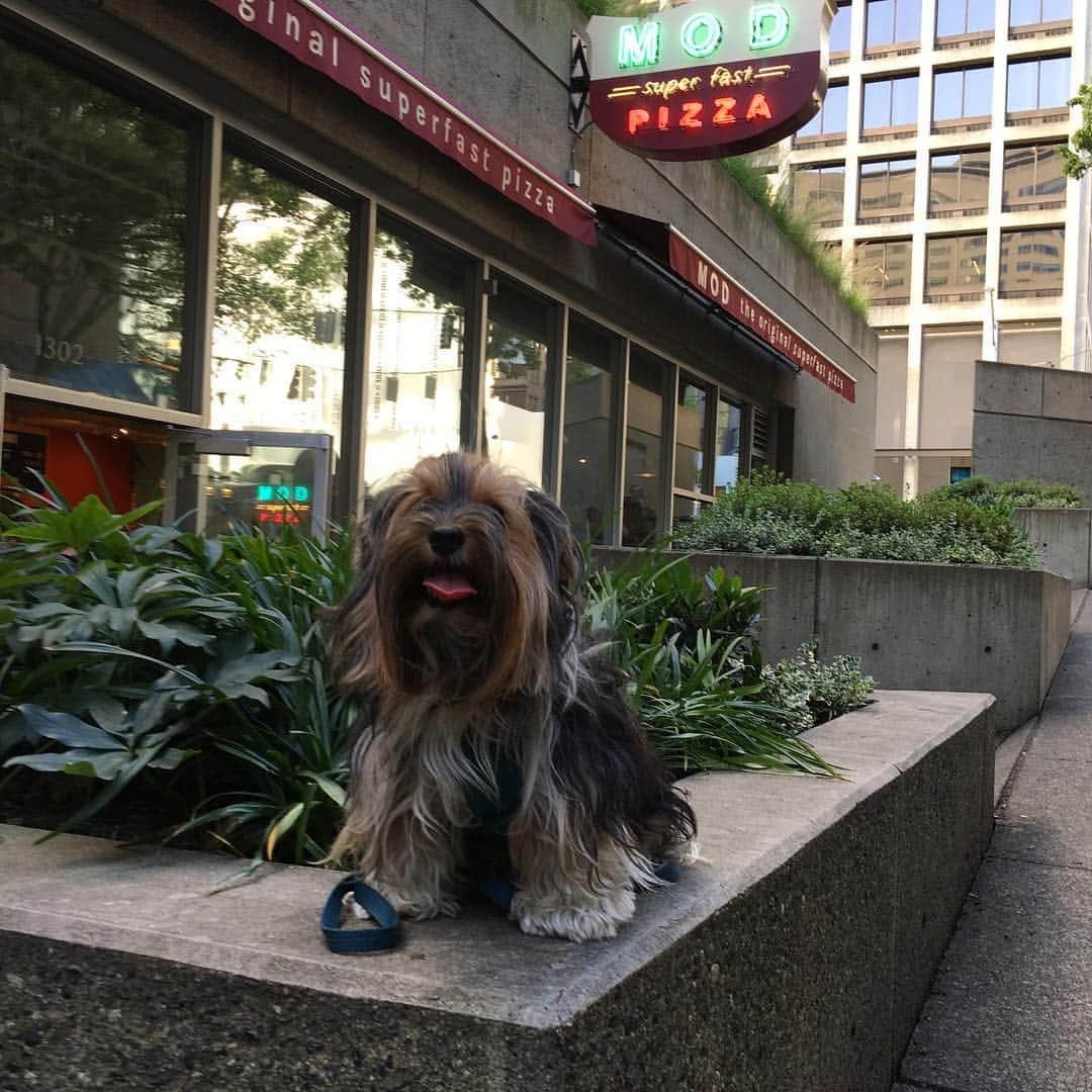 FattieButters®のインスタグラム：「Pizza, pizza, pizza, it makes me so happy, pizza, pizza, pizza, less for you and more for me! Woof! 🍕🍕#modpizza #seattledowntown #dogsofsummer #longhairstyles #pizza #dogsatplay #dogsoutside #dogsinthecity #longhairedboy #messyhair #cityvibes #westcoast #hungry #hungryhungry #foodie」