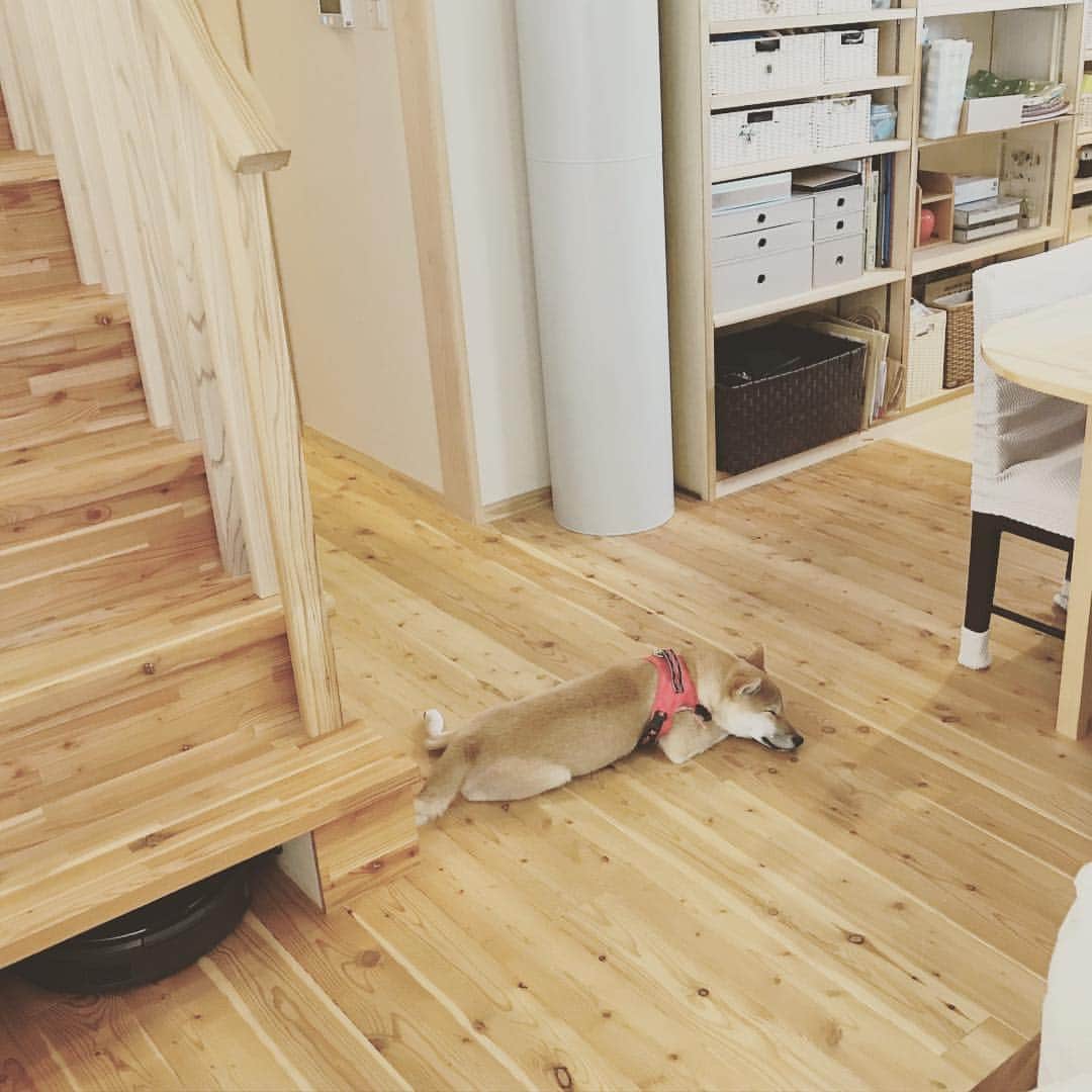 美し信州建設のインスタグラム：「上田市 I様のお住まい 愛犬が気持ちよさそうに眠る横の階段下。 よく見るとロボット掃除機ルンバが。 実はここ、ルンバの巣！ 階段下にコンセントも設けて充電もバッチリです。目立たない隙間を上手に使用😊  上田市  I様のお住まい リビングの一角に土間スペースを。 薪ストーブも汚れを気にせずお掃除楽チン😊 第二の玄関として愛犬の散歩も土間からGO！  #美し信州建設#上田市#木曽桧#長野県#マイホーム#インテリア#新築#家#工務店#リノベーション#住宅#設計#注文住宅#自由設計#無垢材#木の家#田舎暮らし#ロボット掃除機#施工事例#ルンバ#住まい#柴犬#自然素材#健康住宅#エコ住宅#interior#マイホーム計画#house#木曽ひのき#」