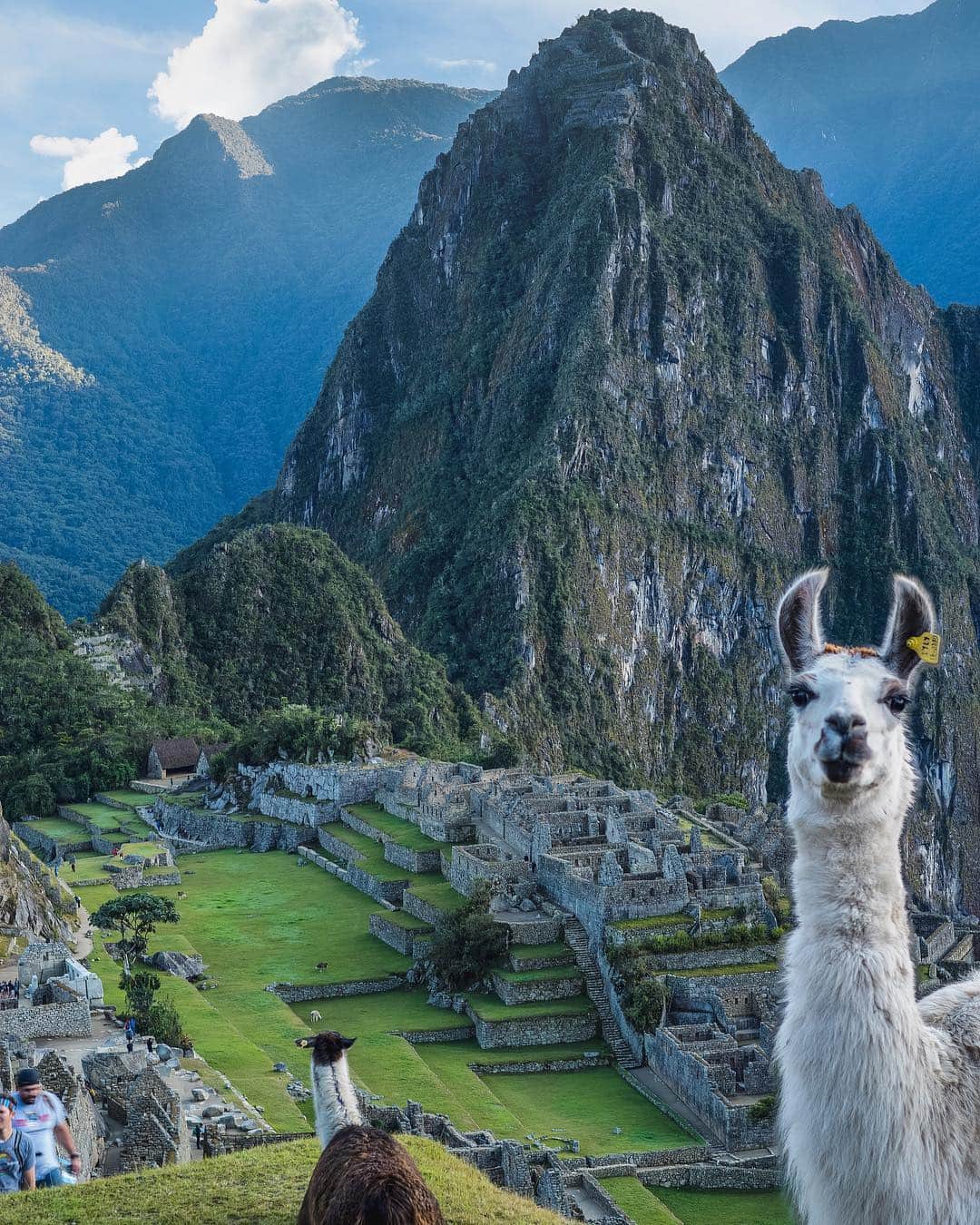 Discoveryさんのインスタグラム写真 - (DiscoveryInstagram)「“Greetings from Machu Picchu! The ancient Incas domesticated llamas to provide wool, meat, and dashing good looks.” 📸 + text by Derek Herndon (@suedeonfilm) . . . . #POTD #MachuPicchu #llamas #wool #llamallamaredpajama」6月30日 0時51分 - discovery