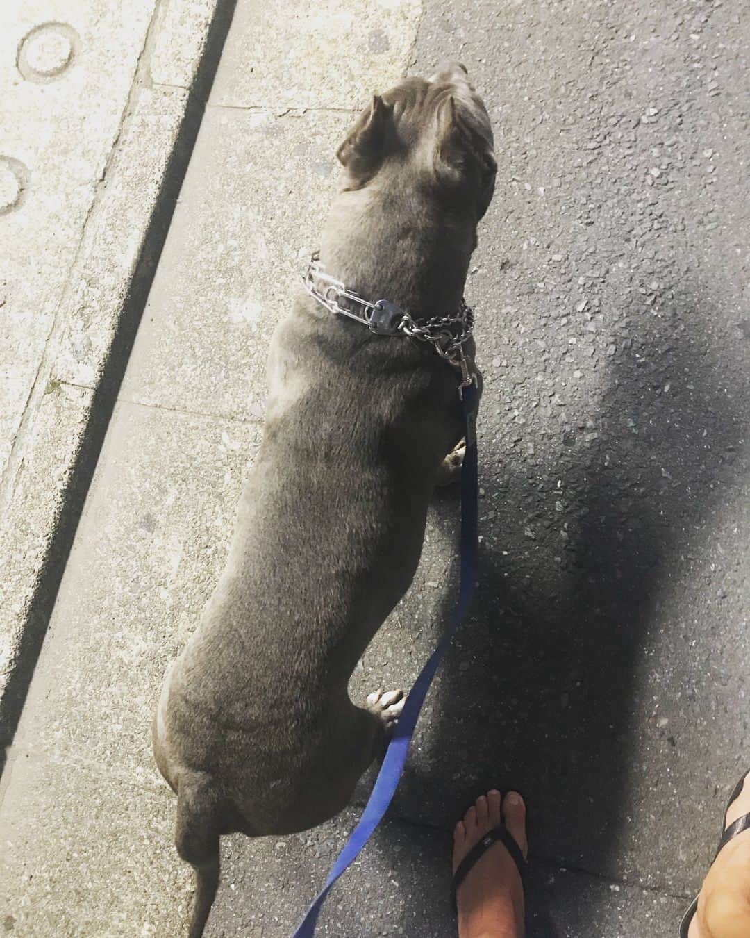 森岡薫さんのインスタグラム写真 - (森岡薫Instagram)「散歩中‼︎ Paseando!!! Walking!!! #americanbully #americanpitbull #tyson #10month #アメリカンブリー #アメリカンピットブルテリア」6月30日 1時07分 - kaoru.99