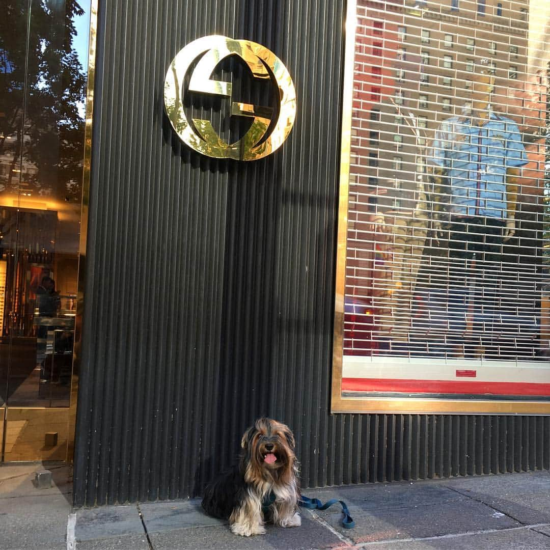 FattieButters®のインスタグラム：「Don't rain on my parade, don't frown upon my smile, I'll get through today, and I'll do it with some style. #woof #gucci #seattlesmiles #happydog #happydogs #longhairedboy #sunnyday #weekendvibes #bethere #behappy #besafe #beyou #doglifejacket #seattledowntown」