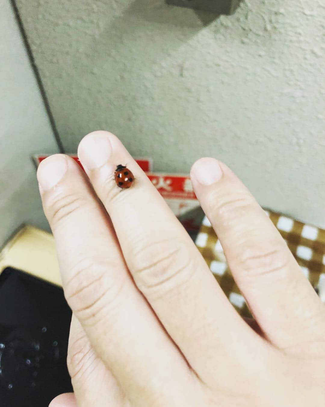 高橋茂雄さんのインスタグラム写真 - (高橋茂雄Instagram)「てんとう虫が指に止まったら、いいことあるってことにしよ！ 星の数だけいい事が起こるって昔から言われてることにしよ！」7月1日 10時54分 - shigeo0128