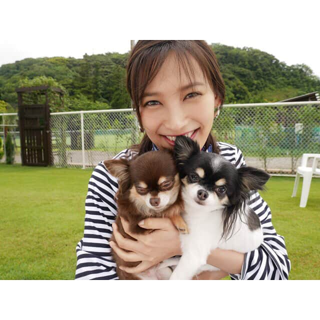 大政絢さんのインスタグラム写真 - (大政絢Instagram)「#愛犬と行く旅 私が撮影でお邪魔したドッグランは芝生でとても広くて二匹ともとっても喜んでいました！ 特にココは散歩に行っても全然走ったりはしないのでこんなに喜んで走り回っているのは初めて見ると言ってもいいくらい✨ ステキな場所を知りました！ こうやって一緒に遠出するのもいい事だなと改めて感じた撮影でした！また、行きたい！ #愛犬#ロングコートチワワ#ココショコラ」7月1日 3時24分 - aya_omasa_official