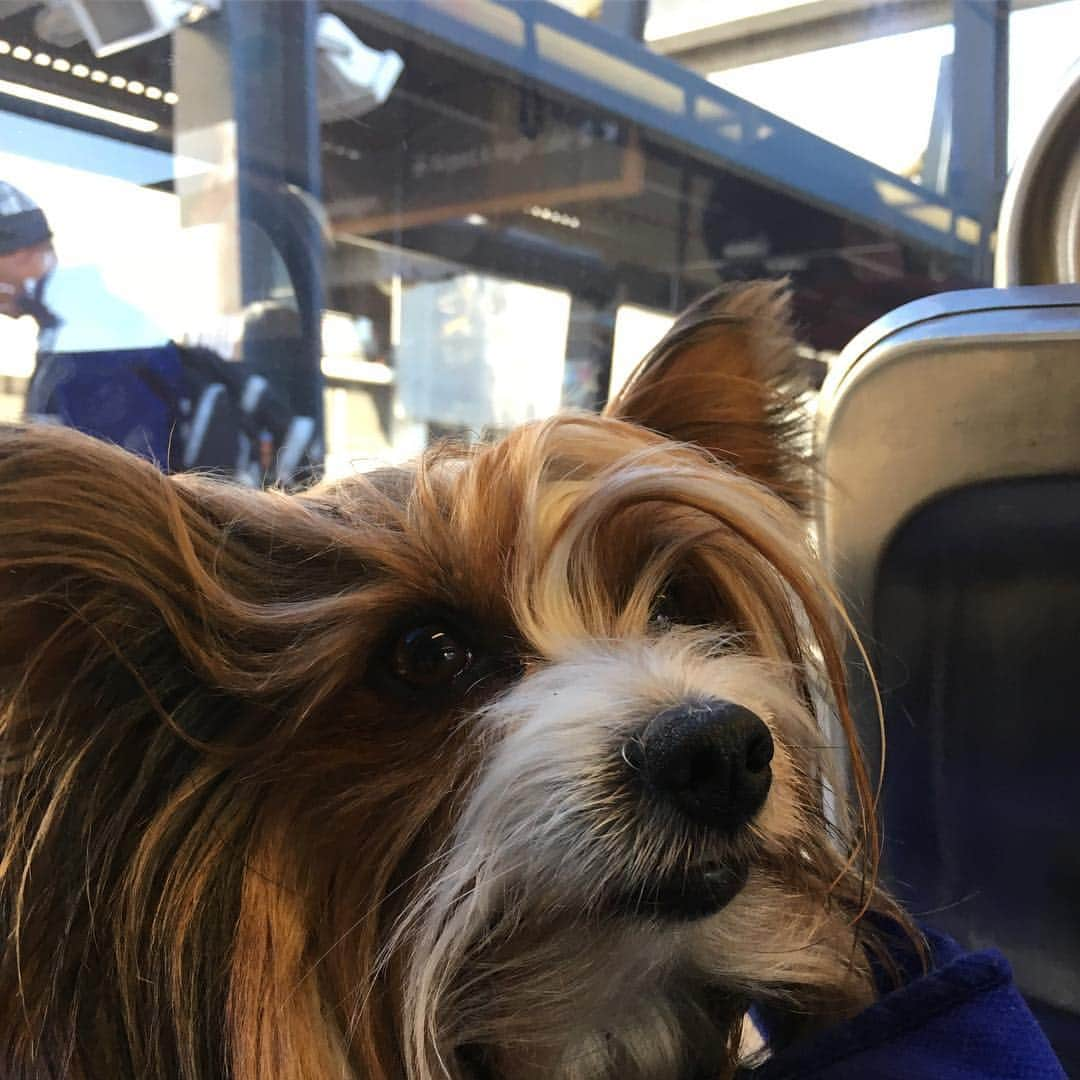 FattieButters®のインスタグラム：「Happy weekend everyone! #lightrail #sodo #stadiumstation #lightlink #downtownseattle #positivevibes #vibesdontlie #behappy #littleman #littlethings #staypositive #igdaily」