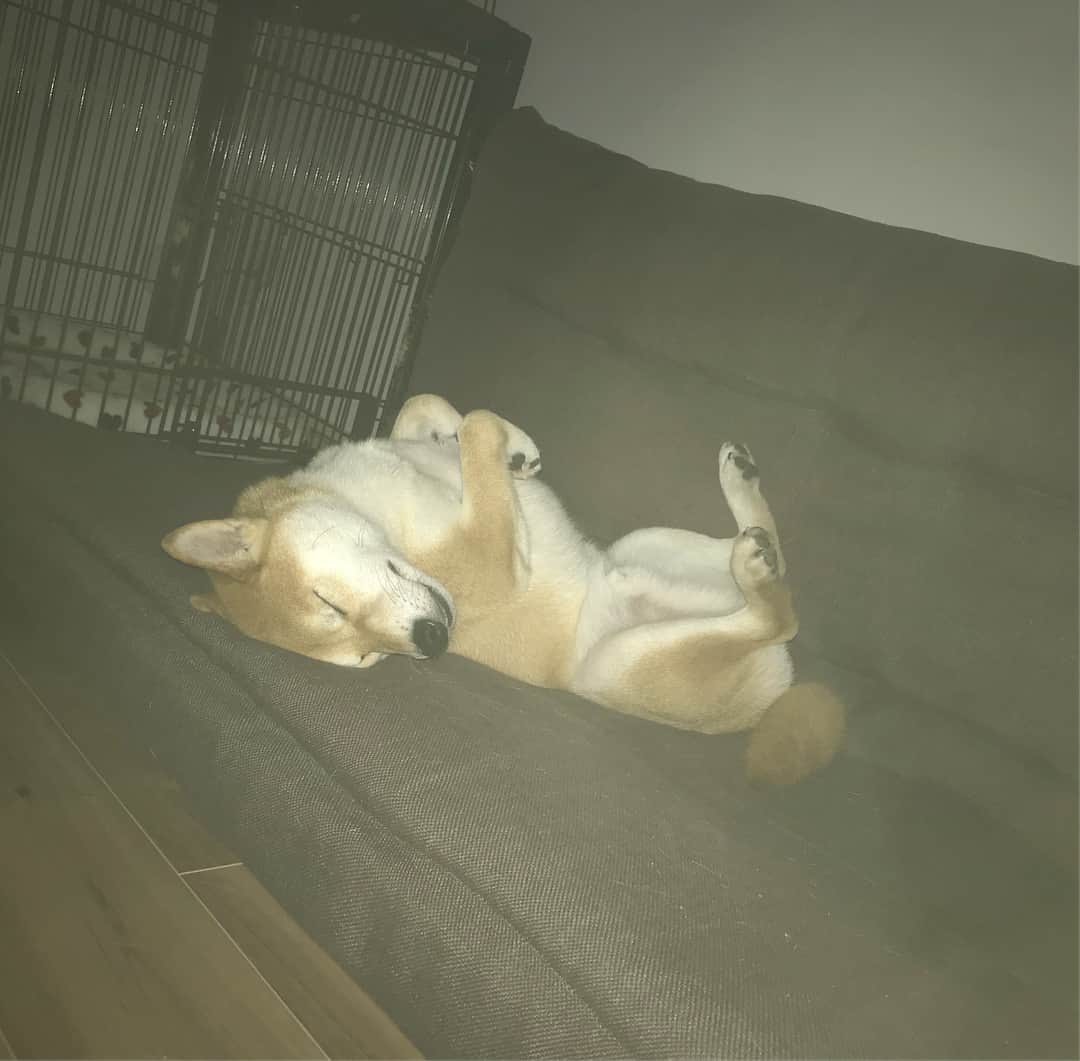 高橋みゆきのインスタグラム：「寝顔が本当に愛おしい🐶💓💤あまりに可愛いから構いたいけど🙅‍♀️我慢💨😔 #クラ吉 #癒し #寝顔 #たまにブサイク #寝相」