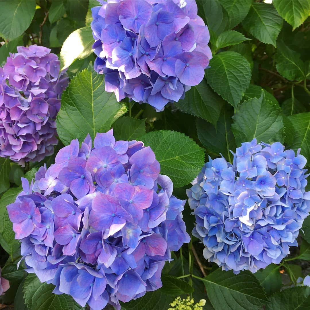 bon ponさんのインスタグラム写真 - (bon ponInstagram)「6月29日(金)、仙台の紫陽花寺と呼ばれている「資福寺」へ行って来ました。 境内には約1000株の紫陽花が植えられ、毎年訪れた人の目を楽しませています。 この日は30度を超える暑い日で、カラカラに乾いた紫陽花が可哀想でした😓 やはり紫陽花にはしっとりと濡れた梅雨空が似合うなぁと思いました☂️ 平日の境内は人も少なく、青・紫・白・ピンクの美しい紫陽花をゆっくりと観て回ることができました。 ・ #資福寺 #紫陽花寺 #紫陽花 #夫婦 #60代 #ファッション #コーディネート #夫婦コーデ #グレイヘア #白髪 #共白髪 #couple #over60 #fashion #coordinate #outfit #ootd #instafashion #instaoutfit #instagramjapan #greyhair #bonpon511」7月1日 21時43分 - bonpon511