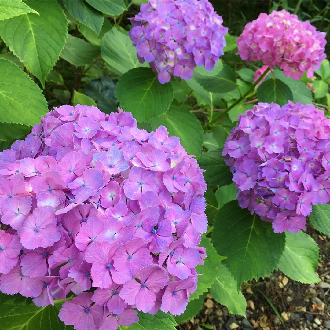 bon ponさんのインスタグラム写真 - (bon ponInstagram)「6月29日(金)、仙台の紫陽花寺と呼ばれている「資福寺」へ行って来ました。 境内には約1000株の紫陽花が植えられ、毎年訪れた人の目を楽しませています。 この日は30度を超える暑い日で、カラカラに乾いた紫陽花が可哀想でした😓 やはり紫陽花にはしっとりと濡れた梅雨空が似合うなぁと思いました☂️ 平日の境内は人も少なく、青・紫・白・ピンクの美しい紫陽花をゆっくりと観て回ることができました。 ・ #資福寺 #紫陽花寺 #紫陽花 #夫婦 #60代 #ファッション #コーディネート #夫婦コーデ #グレイヘア #白髪 #共白髪 #couple #over60 #fashion #coordinate #outfit #ootd #instafashion #instaoutfit #instagramjapan #greyhair #bonpon511」7月1日 21時43分 - bonpon511