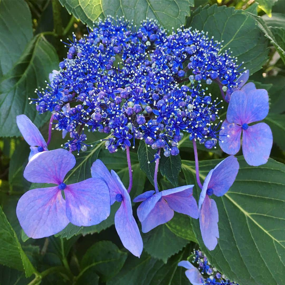 bon ponさんのインスタグラム写真 - (bon ponInstagram)「6月29日(金)、仙台の紫陽花寺と呼ばれている「資福寺」へ行って来ました。 境内には約1000株の紫陽花が植えられ、毎年訪れた人の目を楽しませています。 この日は30度を超える暑い日で、カラカラに乾いた紫陽花が可哀想でした😓 やはり紫陽花にはしっとりと濡れた梅雨空が似合うなぁと思いました☂️ 平日の境内は人も少なく、青・紫・白・ピンクの美しい紫陽花をゆっくりと観て回ることができました。 ・ #資福寺 #紫陽花寺 #紫陽花 #夫婦 #60代 #ファッション #コーディネート #夫婦コーデ #グレイヘア #白髪 #共白髪 #couple #over60 #fashion #coordinate #outfit #ootd #instafashion #instaoutfit #instagramjapan #greyhair #bonpon511」7月1日 21時43分 - bonpon511