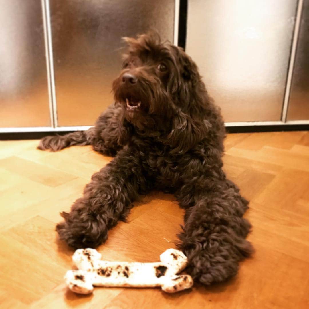 鶴田真由のインスタグラム：「散歩の途中でピザ屋さんに寄ったらカカにも骨ピザ作ってくれました〜〜❣️ カカも嬉しそう🐶❤️」