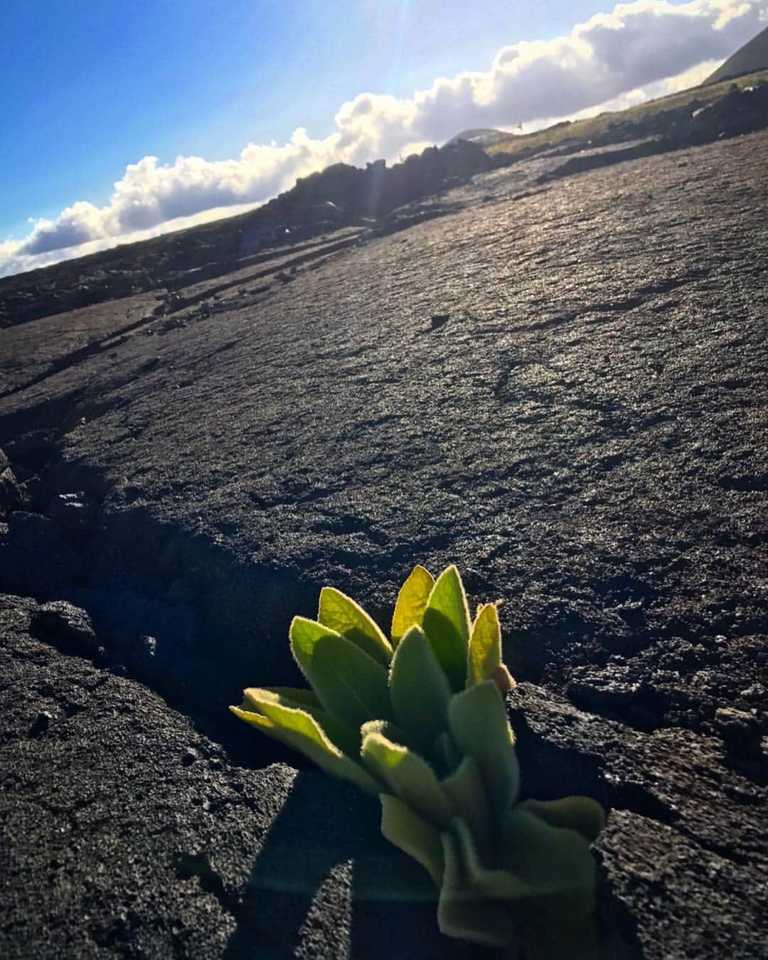 岡田智子のインスタグラム：「ハワイ島に行ったら火山に行きたかったんやけど、めっちゃ噴火してて行けなかった💦またリベンジしたいな(^O^) #hawaii #bigisland #ハワイ島 #溶岩 #キラウエア火山 #噴火中」