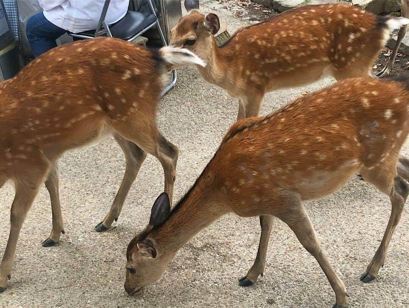 内田敦子さんのインスタグラム写真 - (内田敦子Instagram)「﻿ ﻿ 奈良へひとり旅に行ってきました。﻿﻿ ﻿﻿ 運慶作の国宝﻿﻿ 大日如来像を観てきました。﻿﻿ ﻿﻿ 神々しかった…🙏✨﻿﻿ ﻿﻿ 京都は何度も行ってるけど、﻿﻿ 奈良は修学旅行で立ち寄って以来。﻿﻿ ﻿﻿ 奈良駅から離れると﻿ 田んぼが広がっていて﻿ 緑が多くて、﻿﻿ なんだかものすごく癒されました。﻿﻿ ﻿﻿ 奈良公園はびっくりするほど広かった！﻿ あと、鹿が予想以上に多かった🦌笑﻿ ﻿ 帰りの新幹線では大仏プリンを食べ、﻿﻿ お家では柿の葉寿司を食べました。﻿﻿ ﻿﻿ 久しぶりのひとり旅。浄化された。﻿ ﻿ #奈良 #奈良観光 #円成寺 #大日如来像 #運慶 #国宝 #奈良公園 #鹿 #春日大社 #大仏プリン #柿の葉寿司 #ひとり旅」7月2日 9時33分 - atsuko_uchida1205