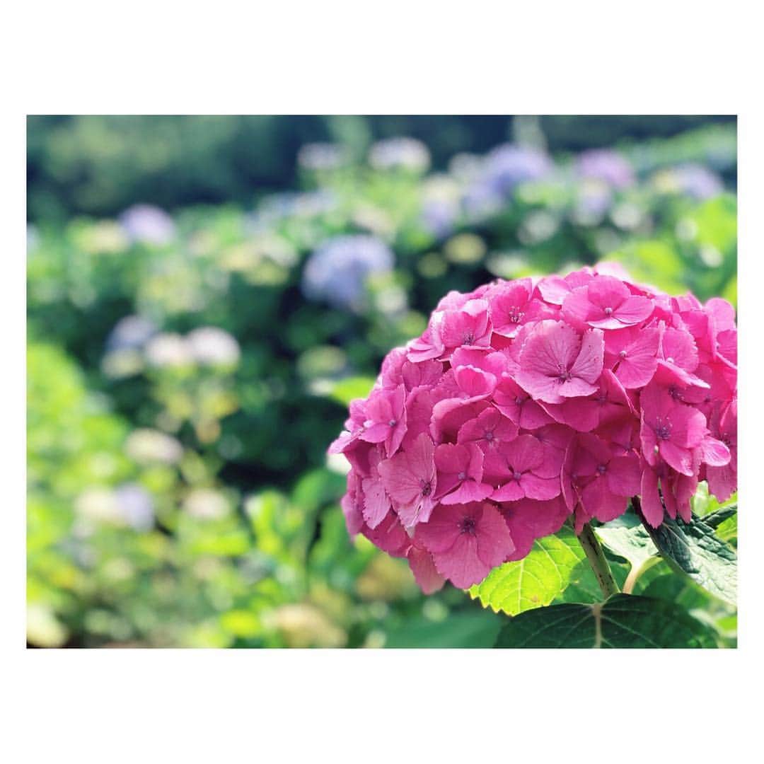 中谷しのぶさんのインスタグラム写真 - (中谷しのぶInstagram)「鮮やかピンクの紫陽花、発見♪♪ 夏のような暑さが続きますが、体調には気を付けて、また今週も頑張りましょう！！ #近畿地方  #梅雨明けはまだかしら」7月2日 11時04分 - shinobunakatani.ytv