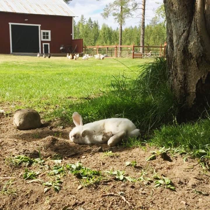 Exempel the bunnyのインスタグラム：「Happy little bunny enjoying the warm weather ☀️」