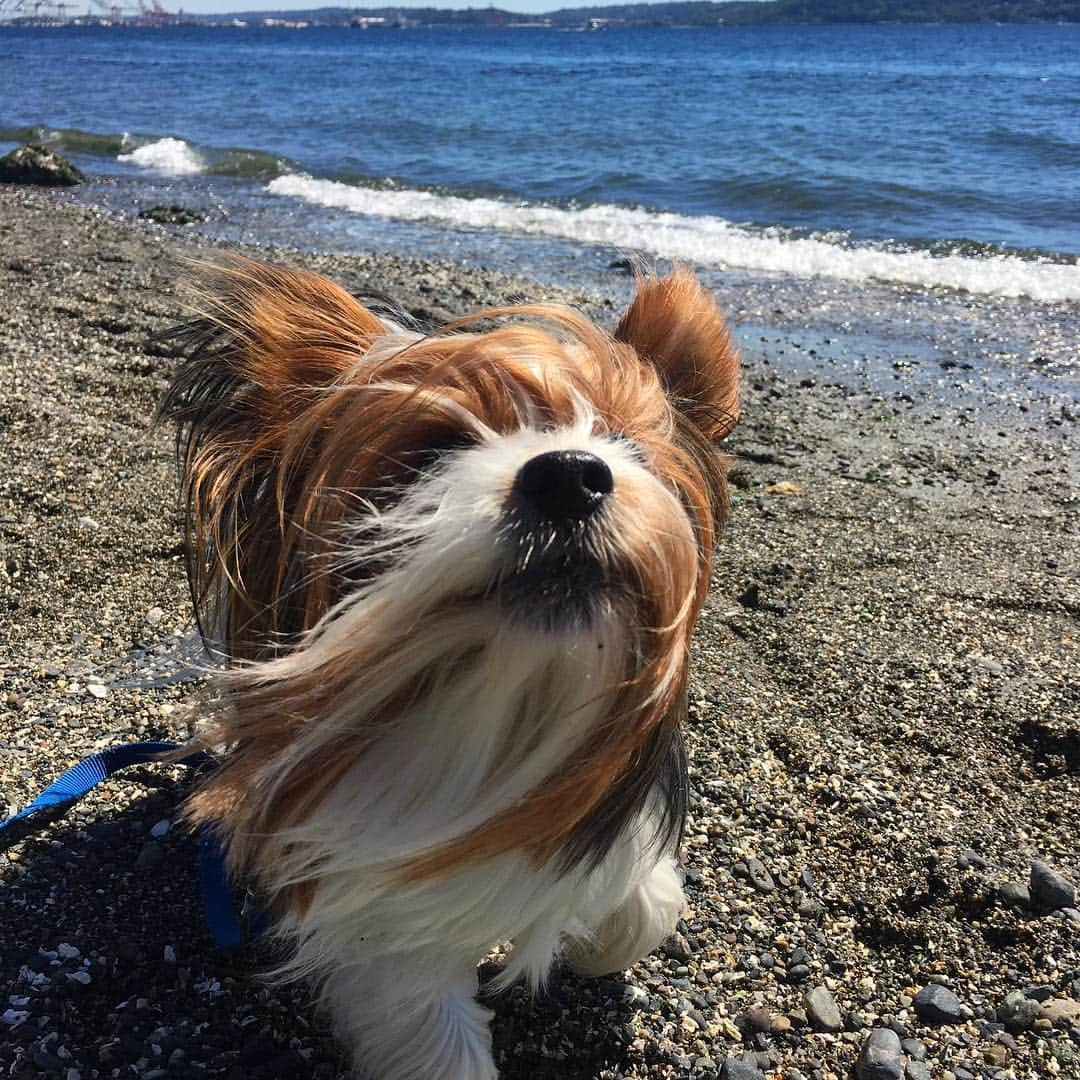 FattieButters®さんのインスタグラム写真 - (FattieButters®Instagram)「Let's make this a great week everyone. You got this! 🐶❤️🐾#ibelieveinyou #julybaby #summertime #hotday #longhairstyles #woofwoof #dogsoutside #dogsatplay #dogstagram #dogdays #dogsofsummer #dogs🐶 #dogswag #dogswithbeards #noattitude #onlylove #woof #windinmyhair #pacificocean」7月2日 21時37分 - fattiebutters