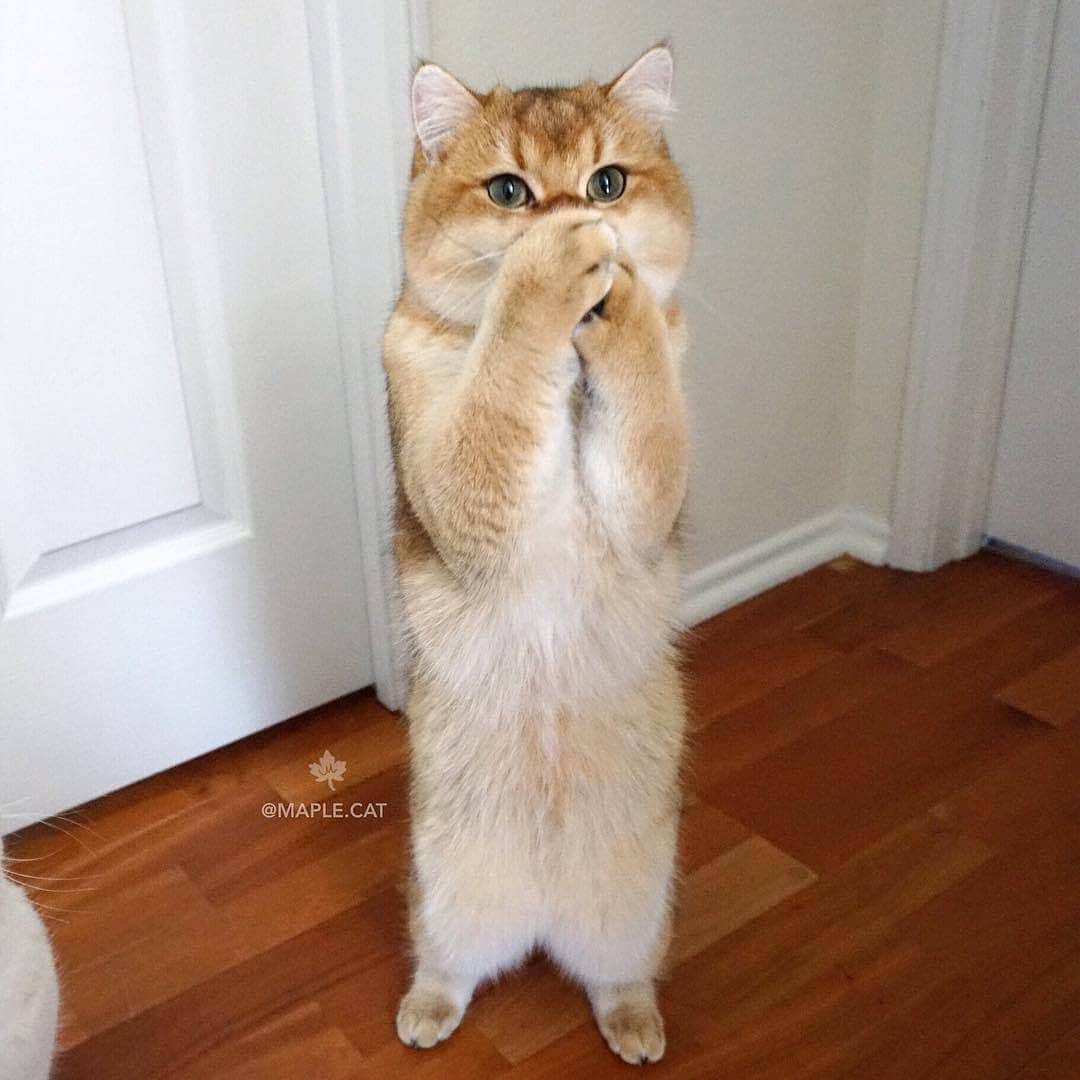 のインスタグラム：「Oh my gosh, are all those treats are for me?! 😻 📷@maple.cat  #meowed #meowedmodel #meowdel #maplecat #Britishshorthair」