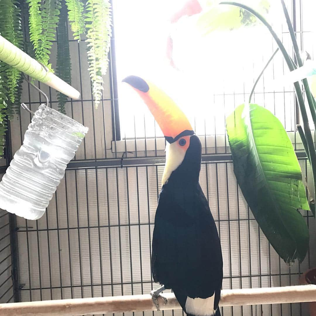 森泉さんのインスタグラム写真 - (森泉Instagram)「Morning sunshine is the BEST🎶 #tocotoucan #オニオオハシ」7月3日 8時55分 - izumi.mori