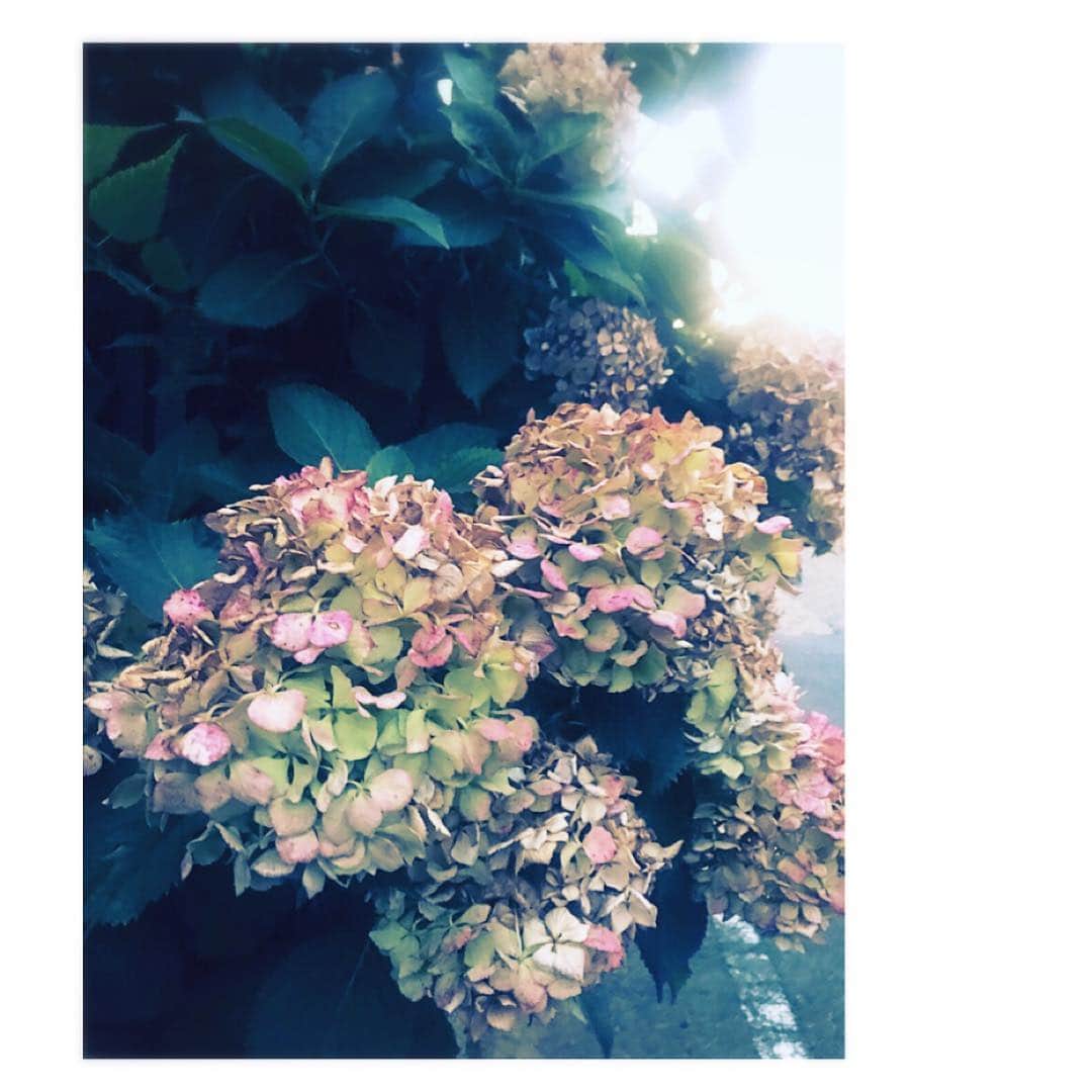 のインスタグラム：「in private❁  紫陽花😊❁ すき。 綺麗に咲き切った、この枯れかけた感じも✨  味がありますよね😊  #紫陽花 #陽って入ってる❃  #日本がんばれ🇯🇵 #⚽️ #W杯 #夜更かし生活🌙」