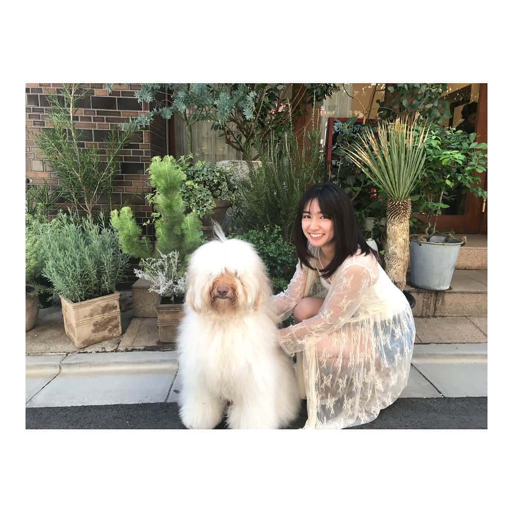 小泉遥さんのインスタグラム写真 - (小泉遥Instagram)「. ドーピー🐶💓💓💓 絨毯みたいに毛がもふもふで可愛い💓💓」7月3日 16時17分 - koiharu_official